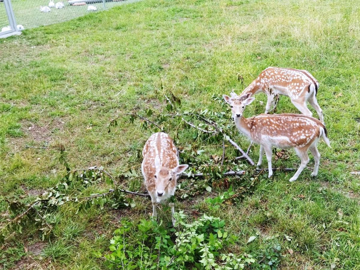 Oasi Otel Káto Loutrákion Dış mekan fotoğraf